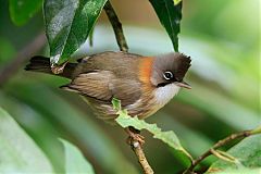 Whiskered Yuhina